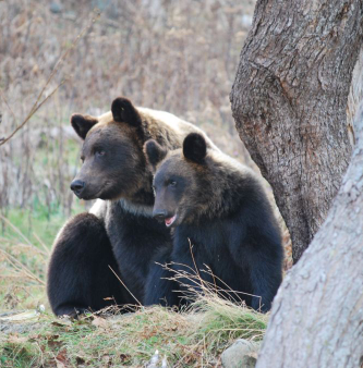 2025年12月度 YHWH支援プロジェクトは『日本熊森教会』へ寄付を行いました！